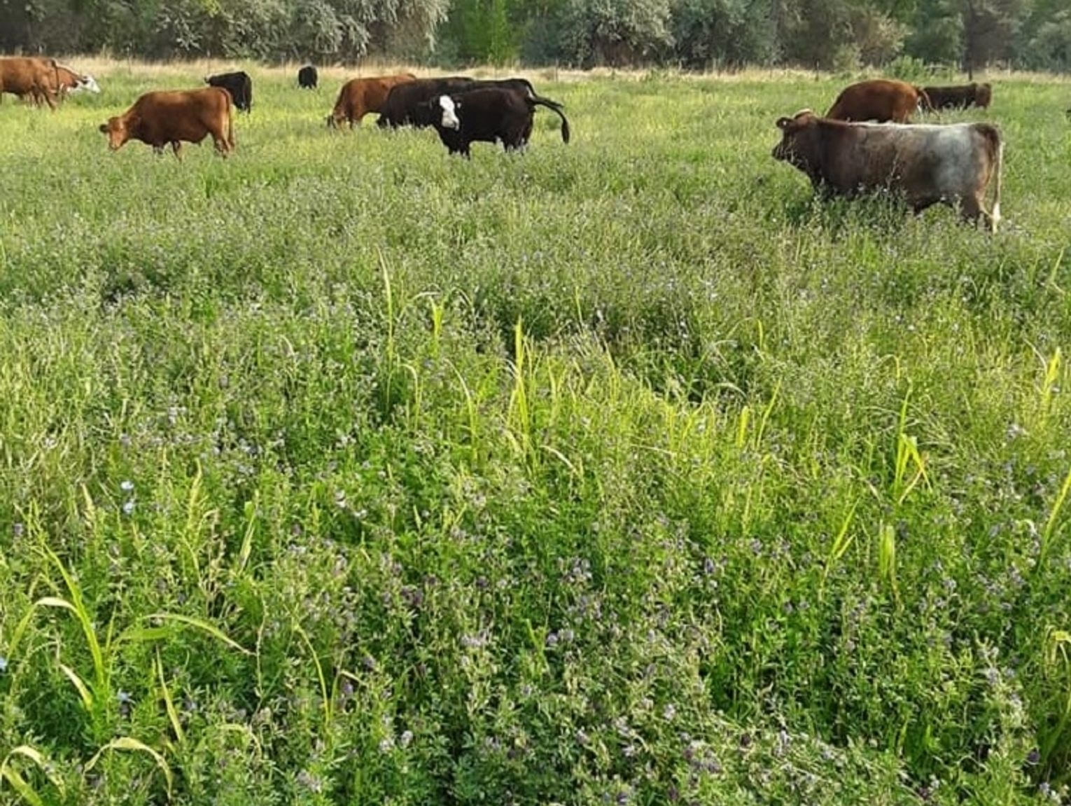 First Fruits Farms Sustainable and Regenerative