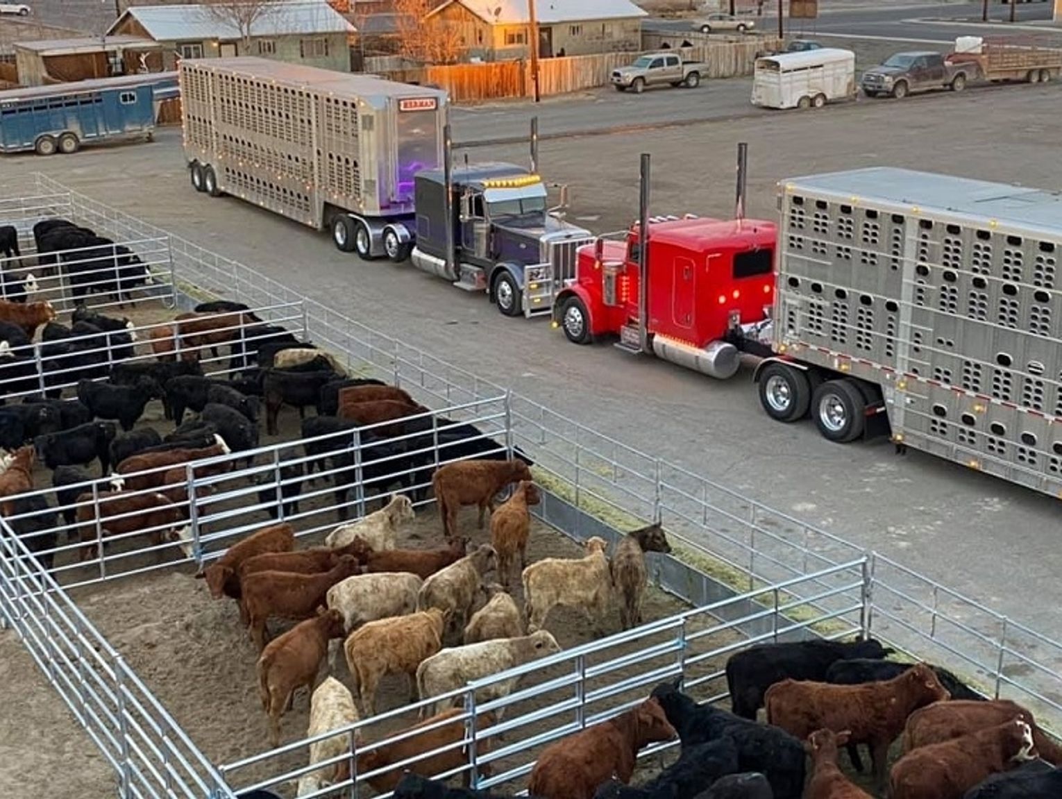 Nation's Largest Feeder Sale & The 55th Annual Bull Sale