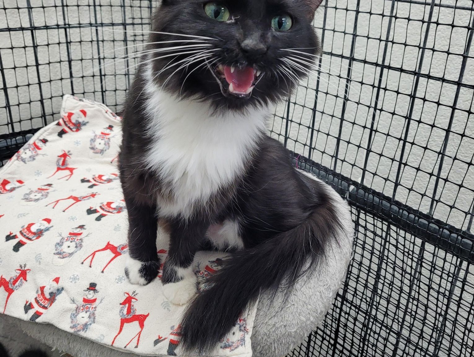 Pets of the Week