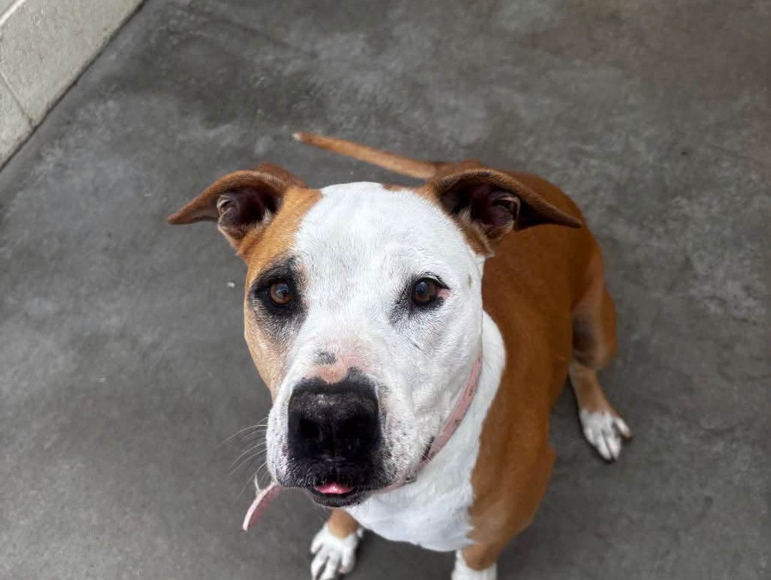 Pets of the Week
