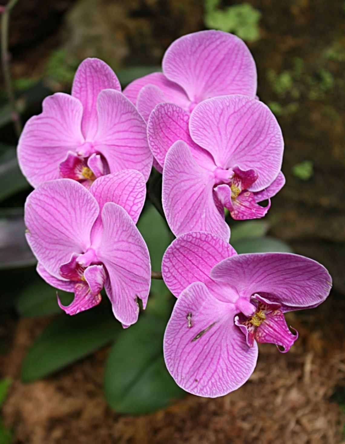 Ahhh -- The Tricky Orchids
