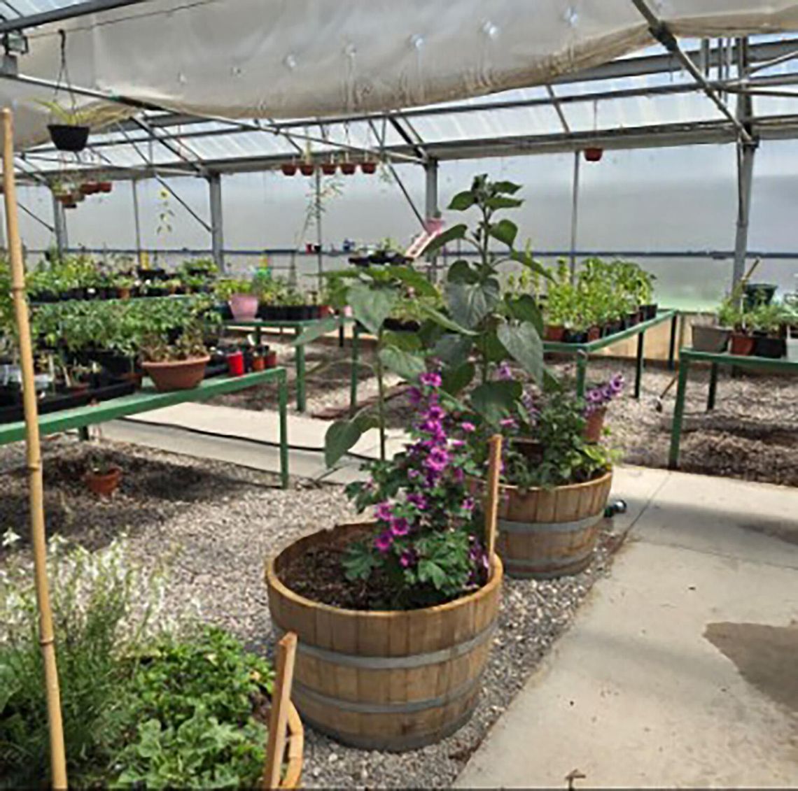 Annual Tree Sale Returns, Orders Due April 11