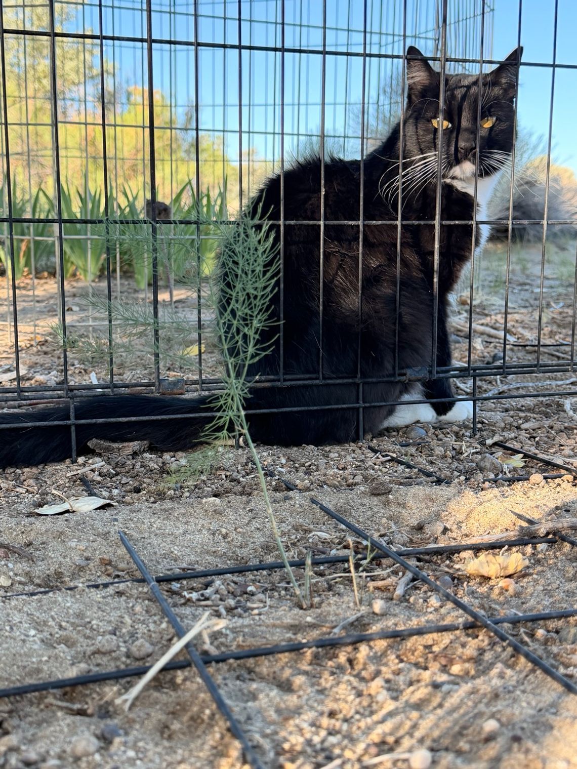 Asparagus Once Found a Home in Fallon Fields Asparagus Once Found a Home in Fallon Fields