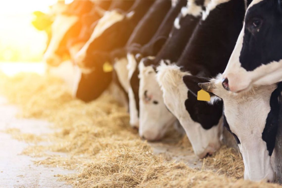 Avian Influenza Detected in Dairy Cows in Churchill County, Milk Supply Remains Safe