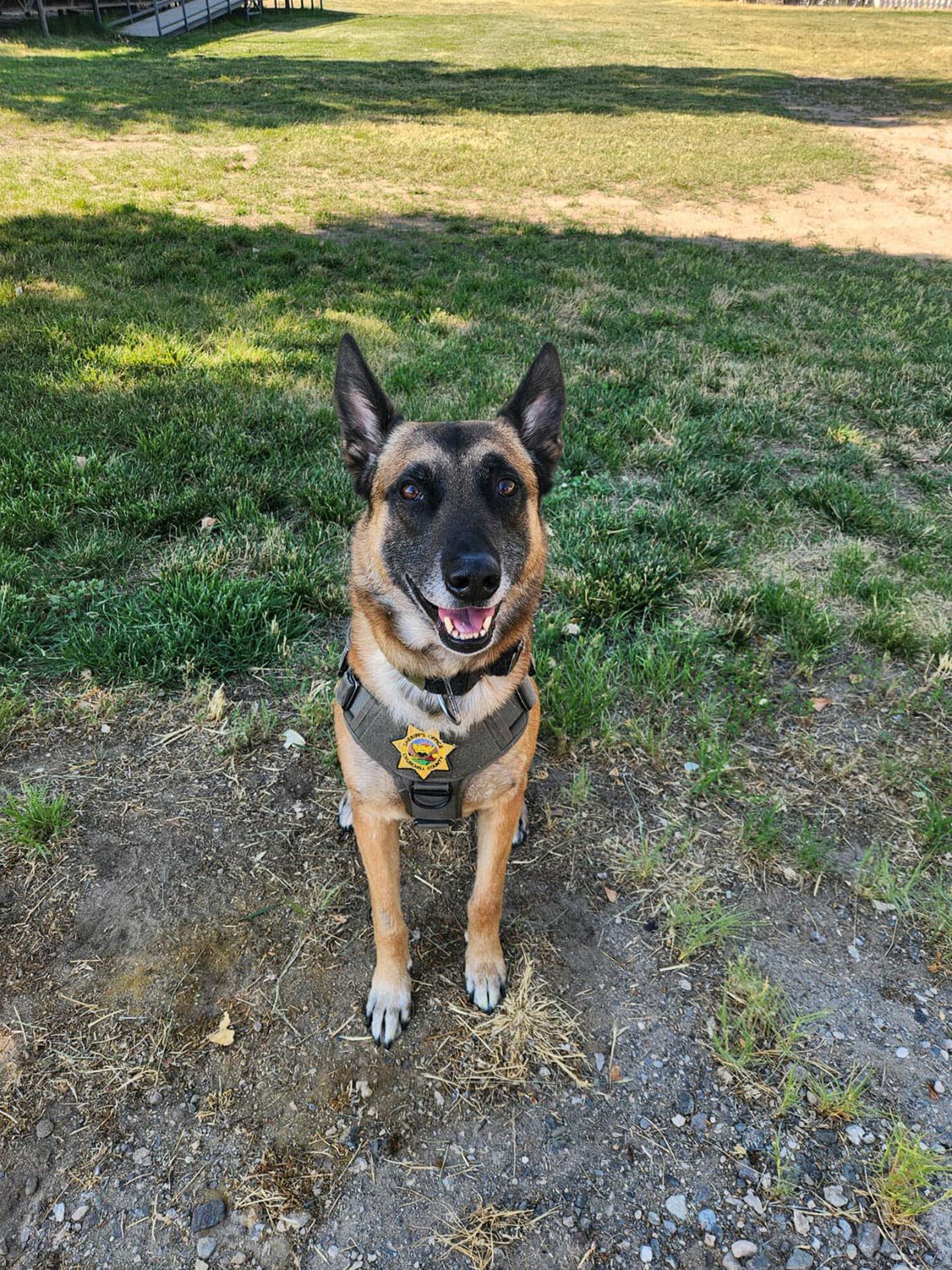 Beloved K-9 Bear Laid to Rest