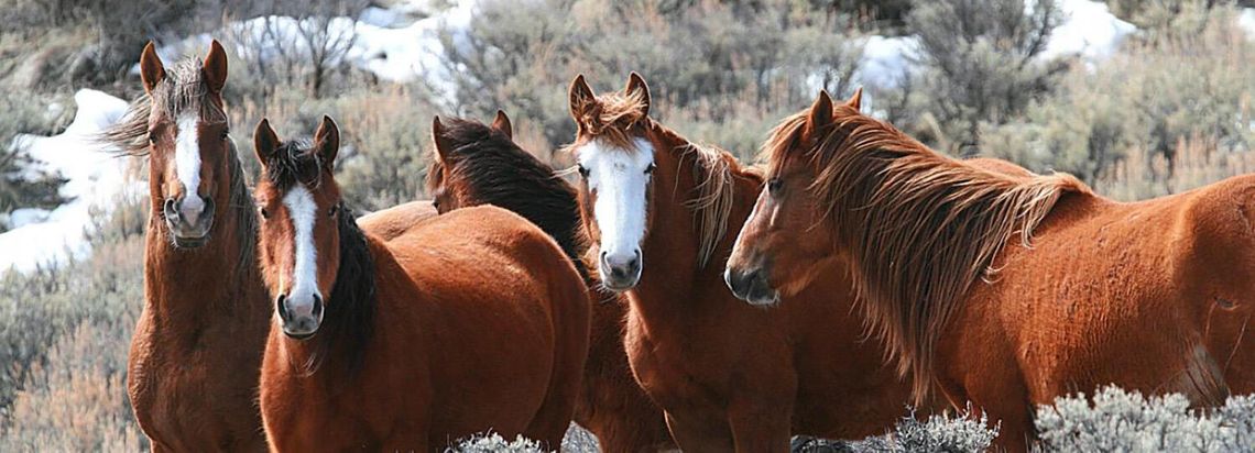 BLM Wild Horse Numbers are in, Roundups Continue