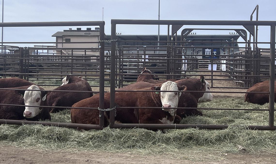 Bulls Sale Week Brings Buyers, Cowboys, and Concert to Fallon Bulls Sale Week Brings Buyers, Cowboys, and Concert to Fallon