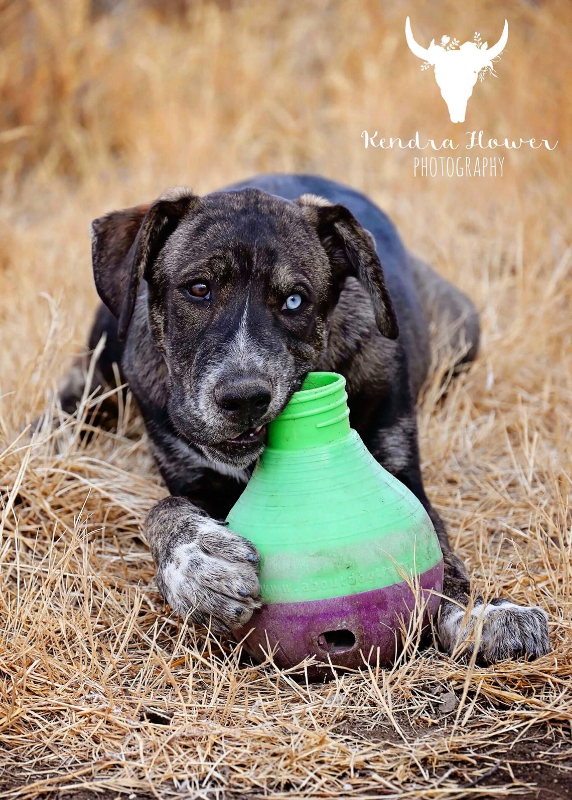 CAPS Pet Of the Week