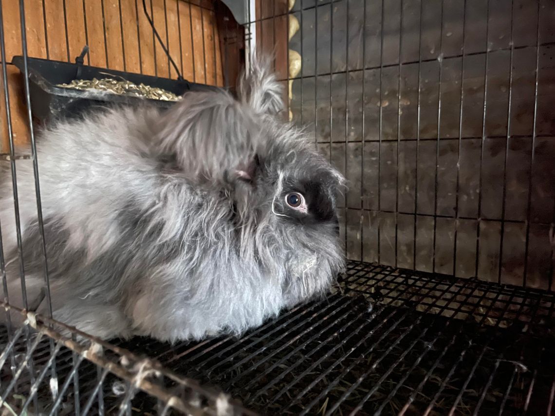 Captain’s Log - Feathered Fiasco