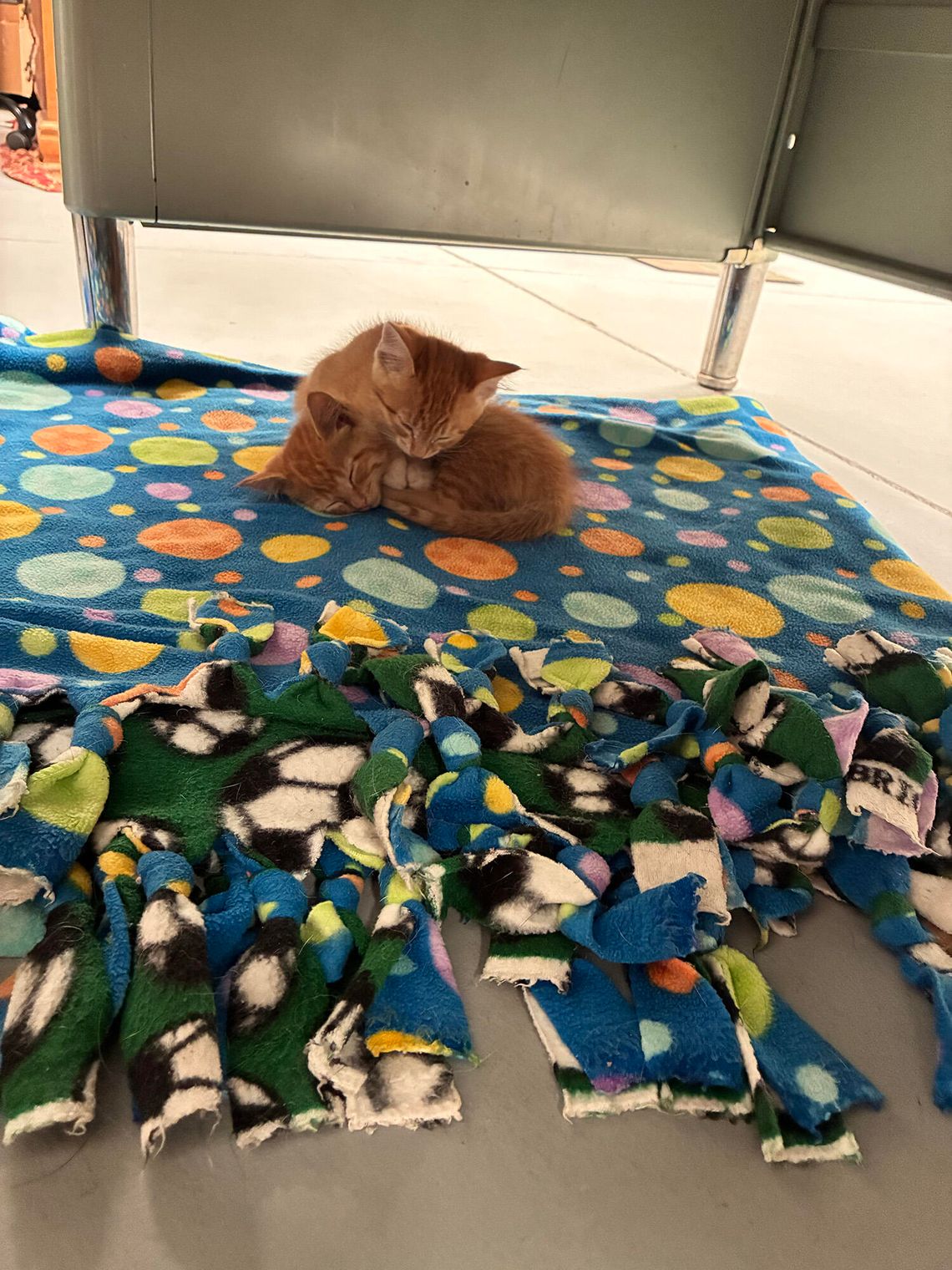 Captain’s Log — Shop Cats