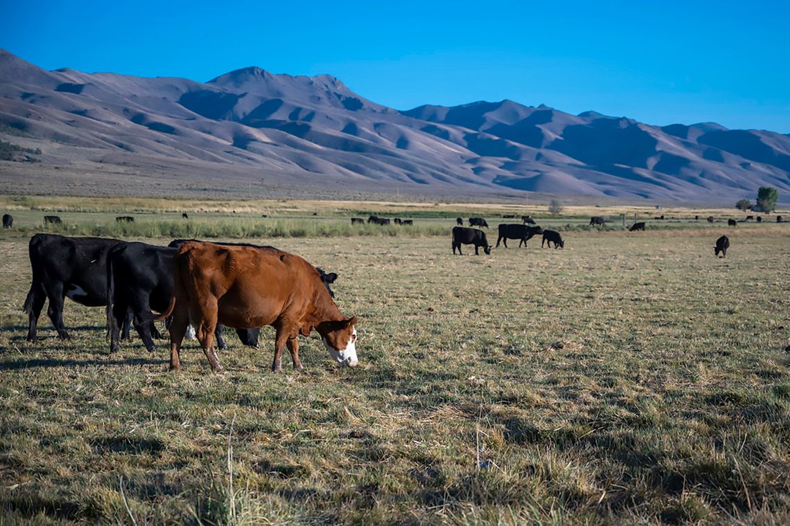 Cattlemen’s Update Nevada Ranchers With Latest Market and Production Insights