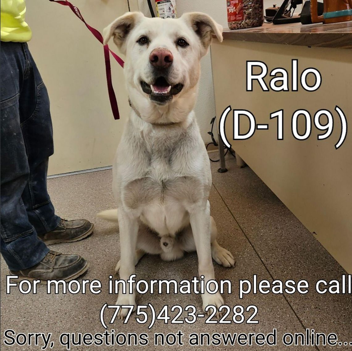 City of Fallon Animal Shelter