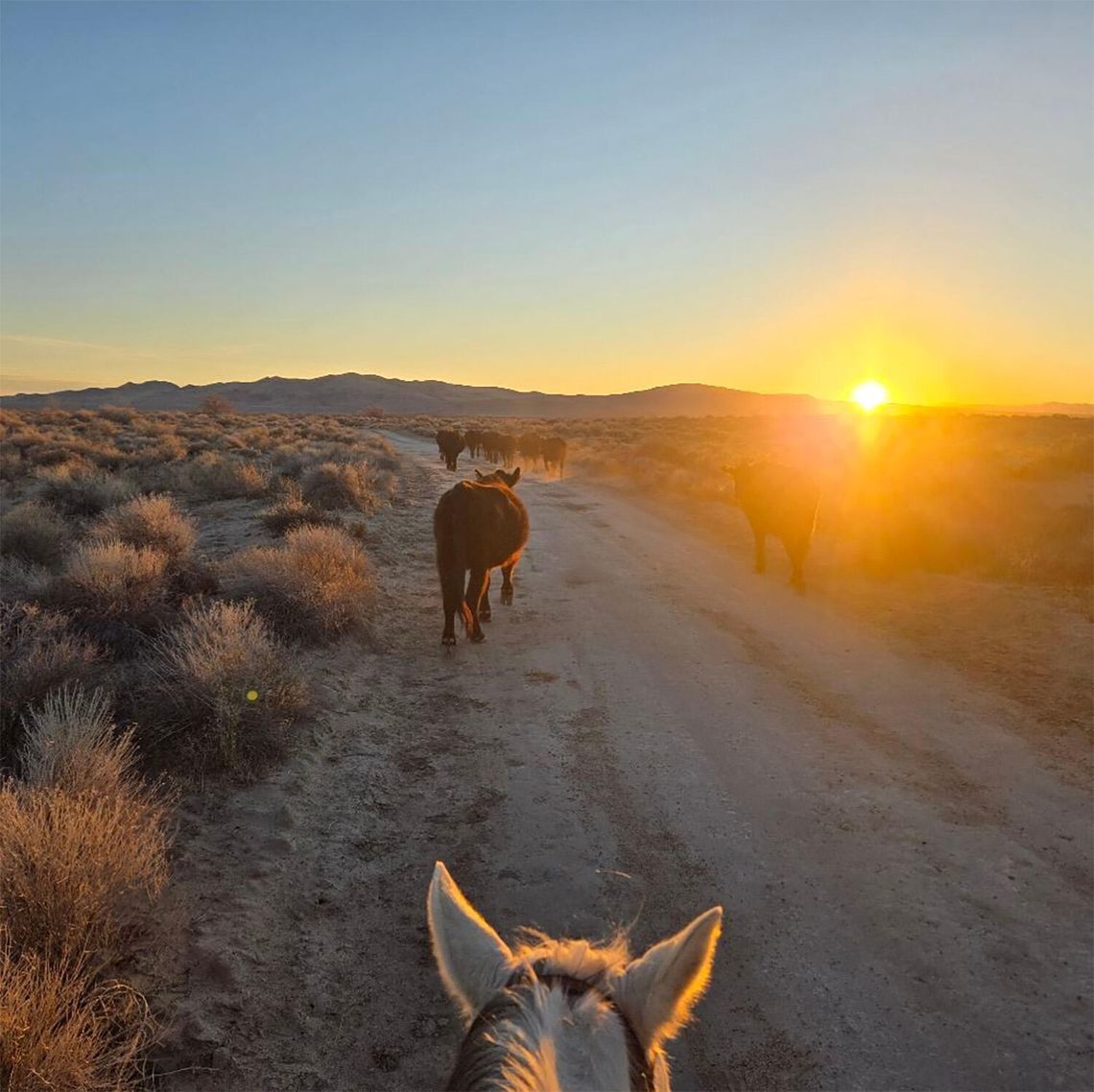 County Challenges BLM Grazing Permit Reductions