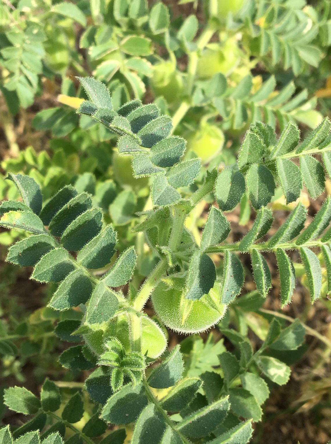 Crop research tours at Field Day in Fallon