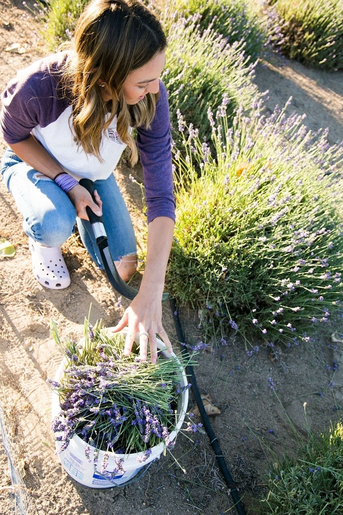 Deeply Rooted Farms-  Where Roots Mean Everything