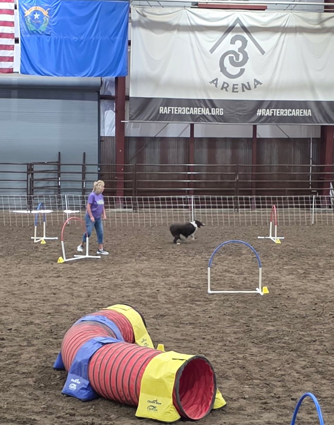 Dog Agility Contest Dog Agility Contest
