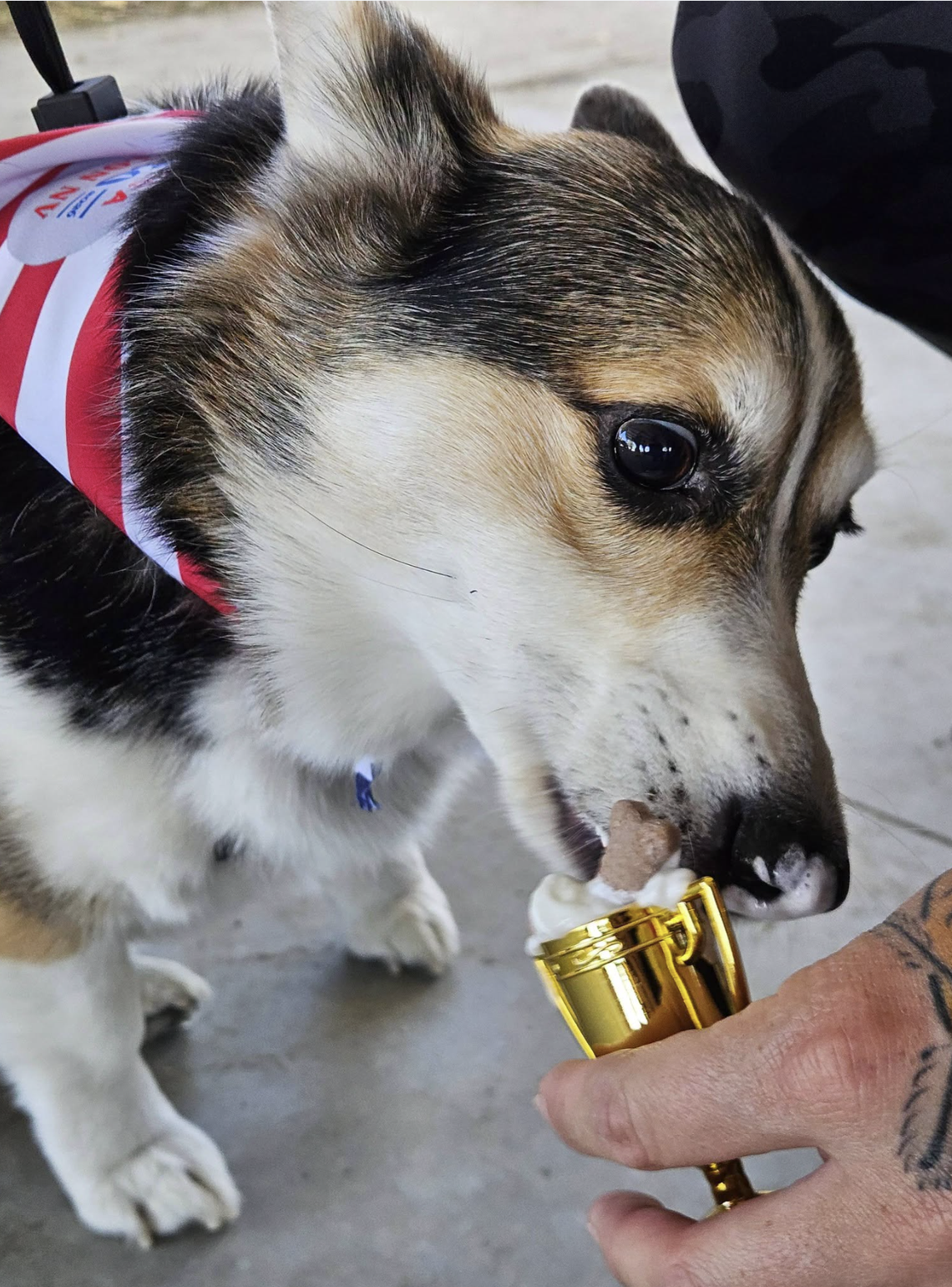 Dog Races Raise Funds for Fallon Animal Shelter Dog Races Raise Funds for Fallon Animal Shelter