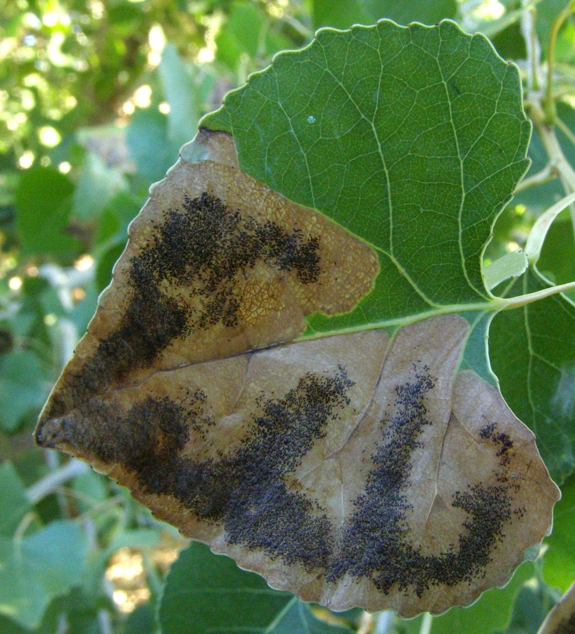 Edith -- Leaf Miners Attacking Cottonwoods
