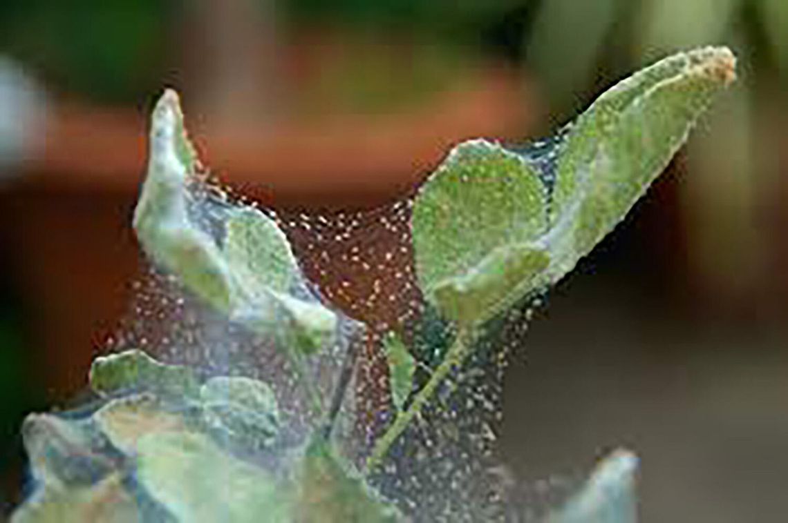 Effective Strategies to Combat Garden Mites