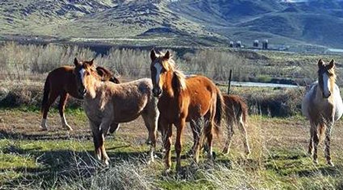 Equine Virus Delays High School Rodeo