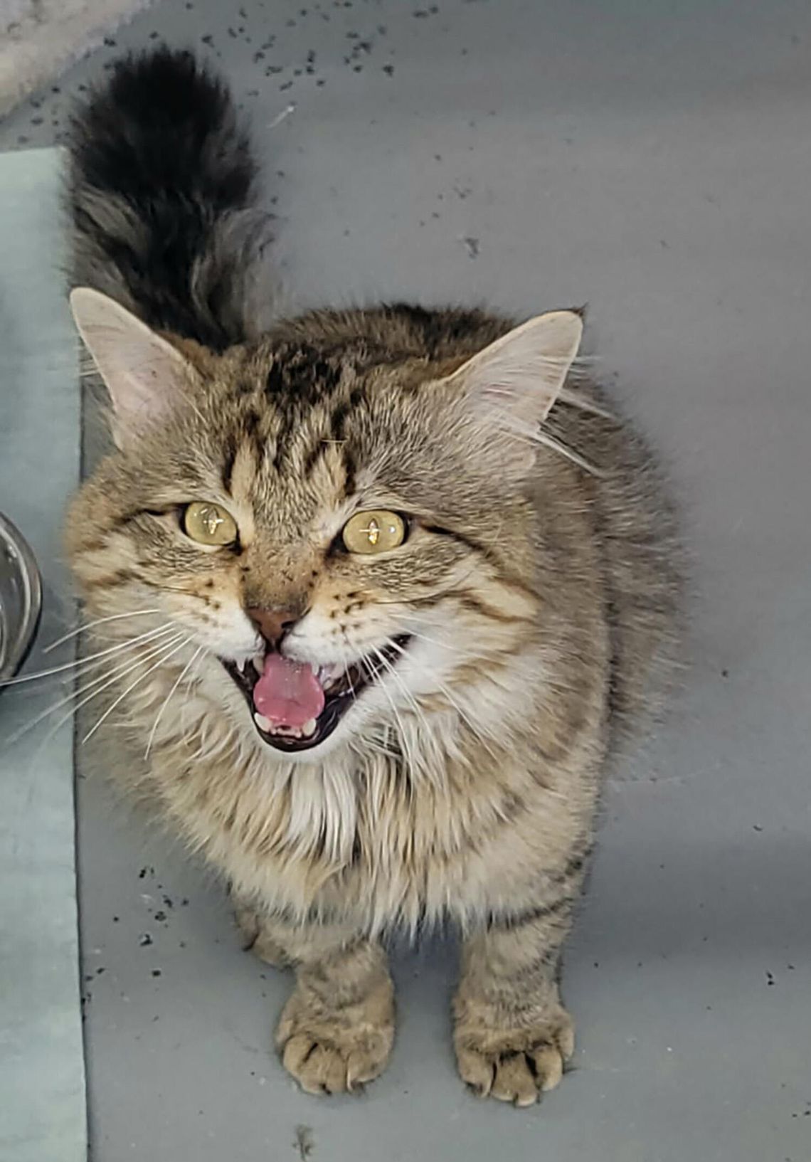Fallon Animal Shelter and More - 05. 23. 2025 Edition