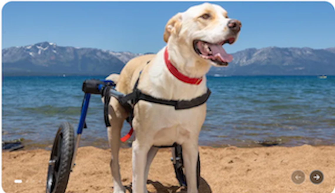 From Fallon Shelter to Faithful Friend From Fallon Shelter to Faithful Friend