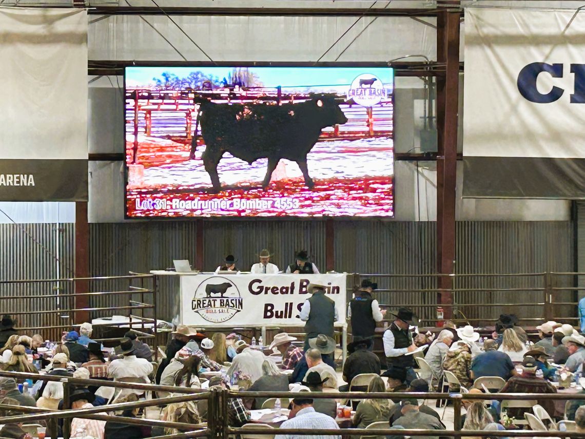 Great Basin Bull Sale Returns to Rafter 3C Arena Feb. 14-17