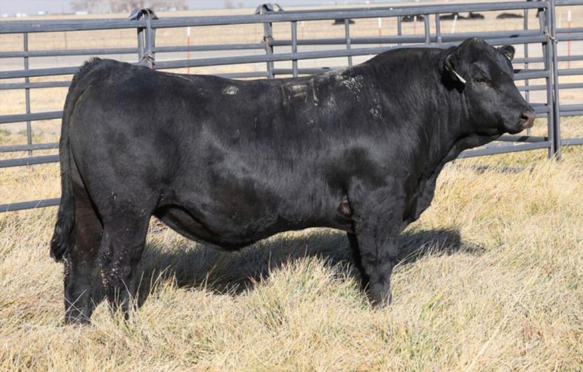 Great Basin Bull Sale Week is Back Feb 13-15 Great Basin Bull Sale Week is Back Feb 13-15