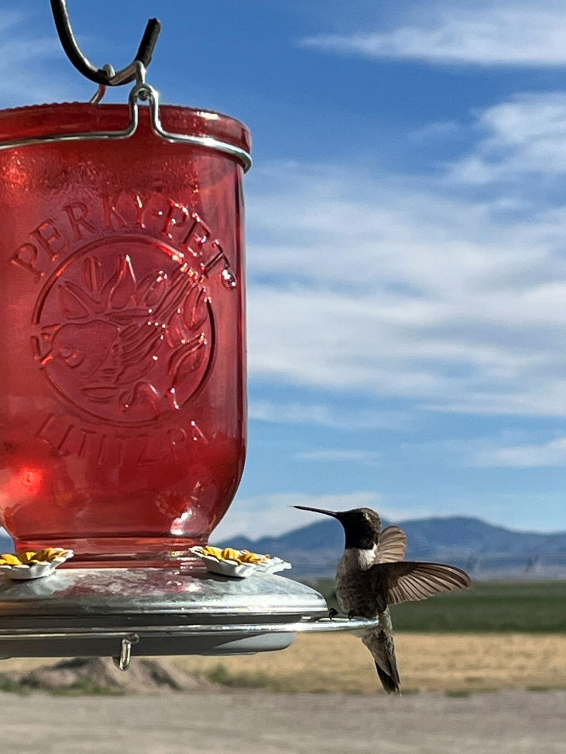 Happiness in Your Yard: Hummingbirds