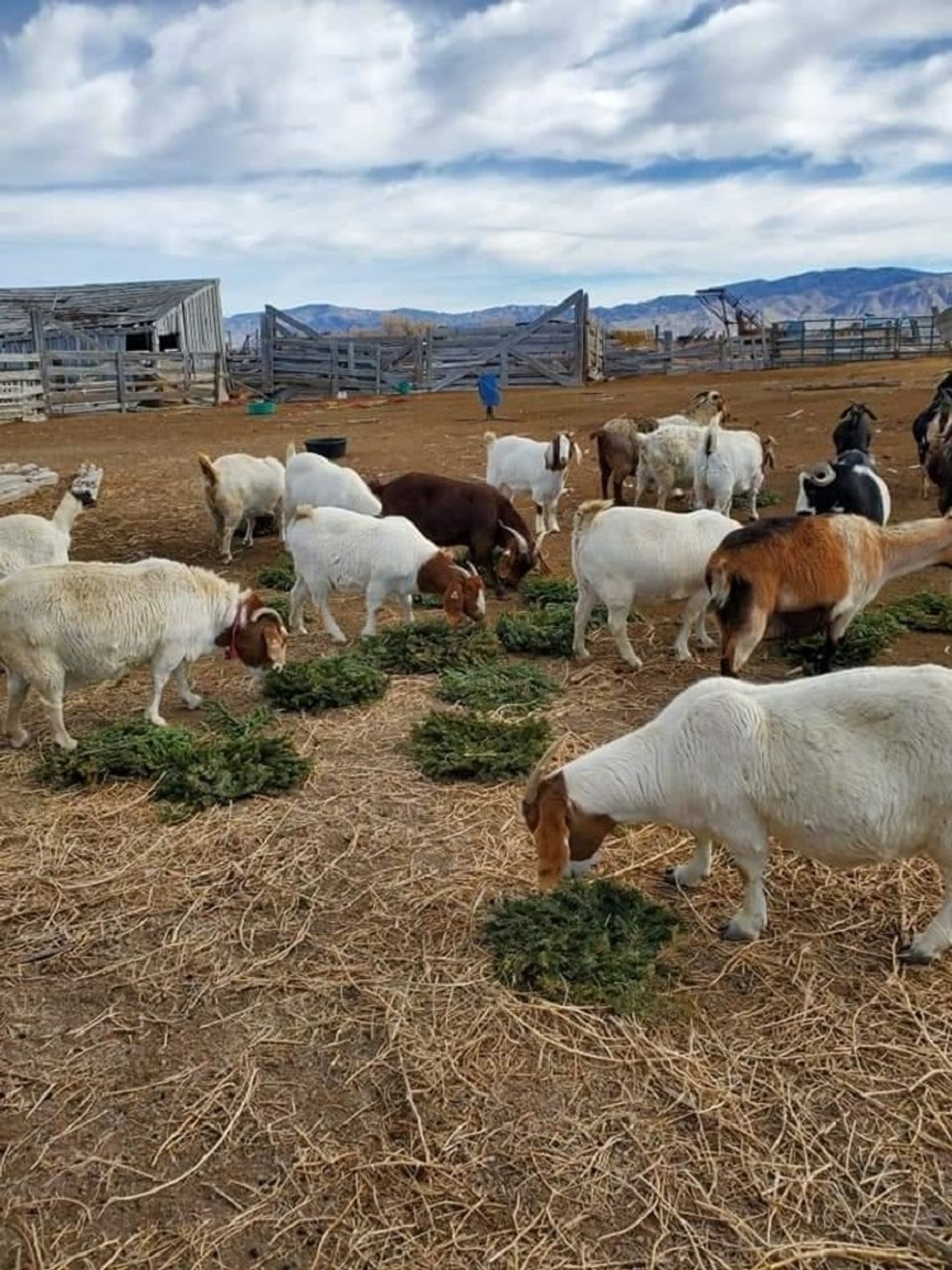 High Desert Grange Seeks Help from Goat and Sheep Producers