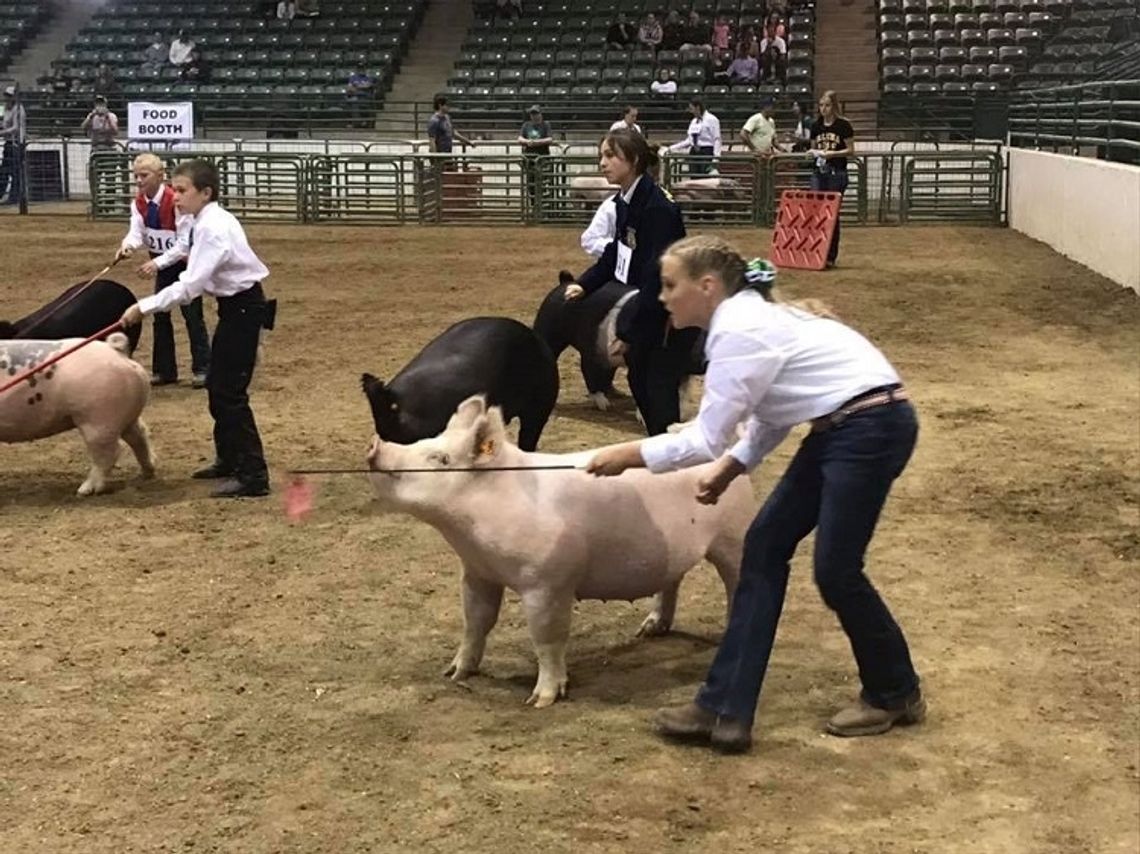 Local 4-H Livestock Show Goes Virtual This Year