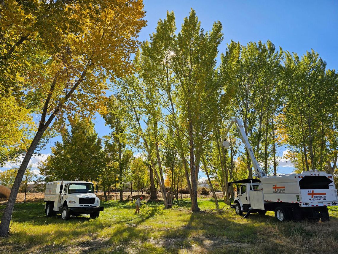 MD Tree Surgery: Certified Arborists Committed to Proper Tree Care