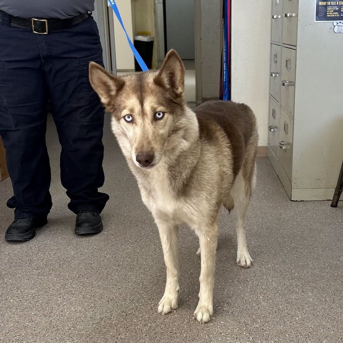 Pets of the Week