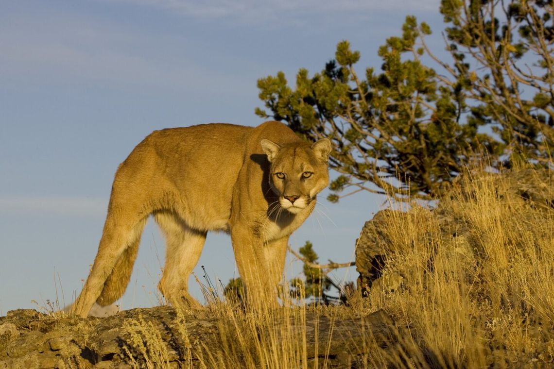 Mountain Lion Sighting on Powerline Road