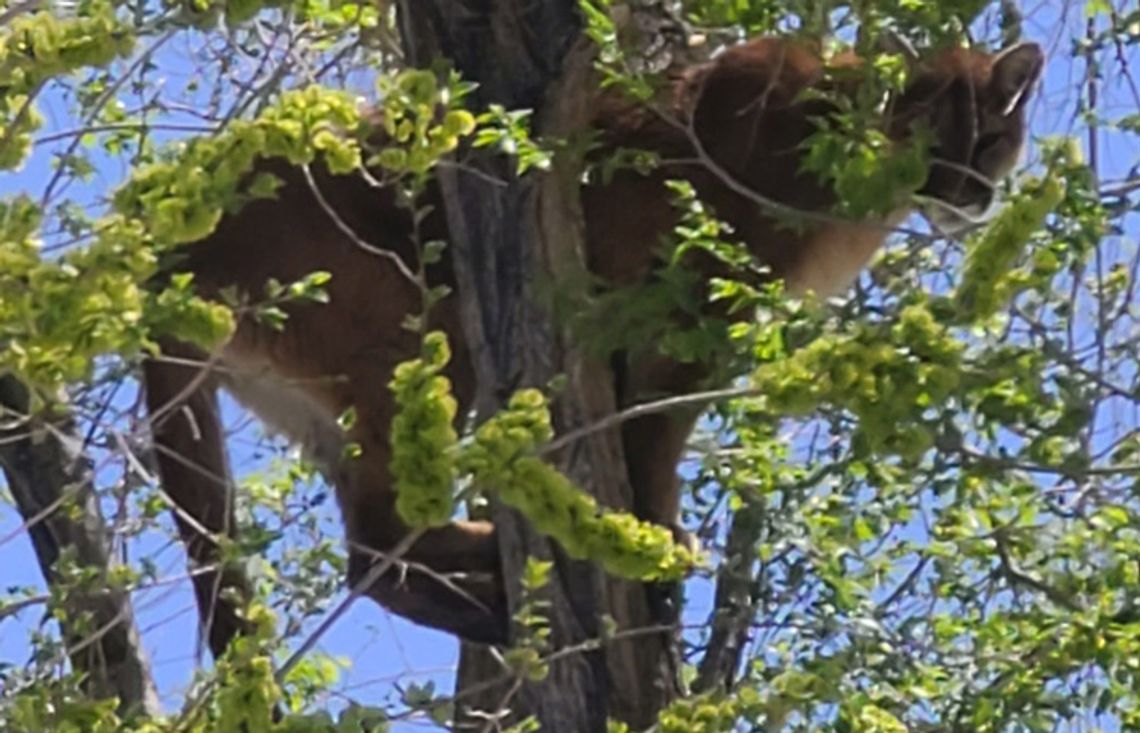 Mountain Lions in the Area – Sheriff and NDOW Take Action to Keep Fallon Safe
