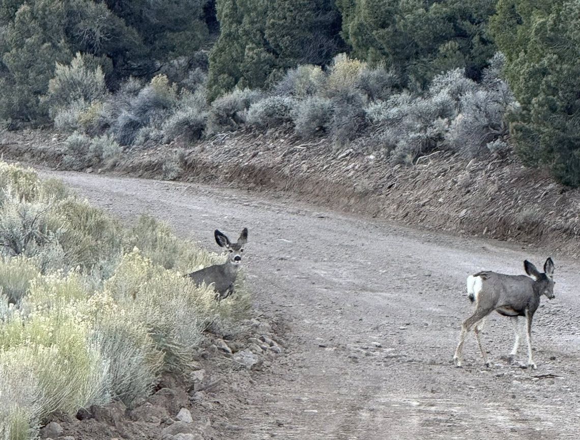 Nevada Deer Hunters Cautioned  About Chronic Wasting Disease