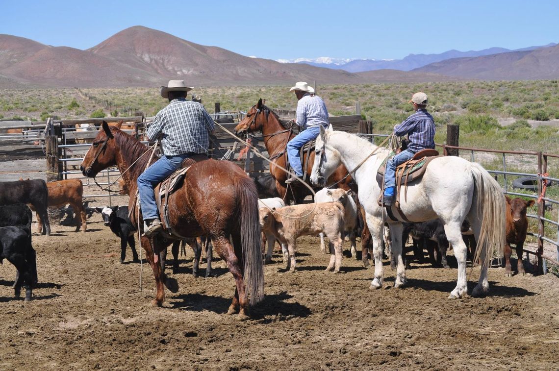 New Documentary ‘Fenced Out’ Chronicles Nevada Ranchers’ Fight Over Navy Expansion New Documentary ‘Fenced Out’ Chronicles Nevada Ranchers’ Fight Over Navy Expansion