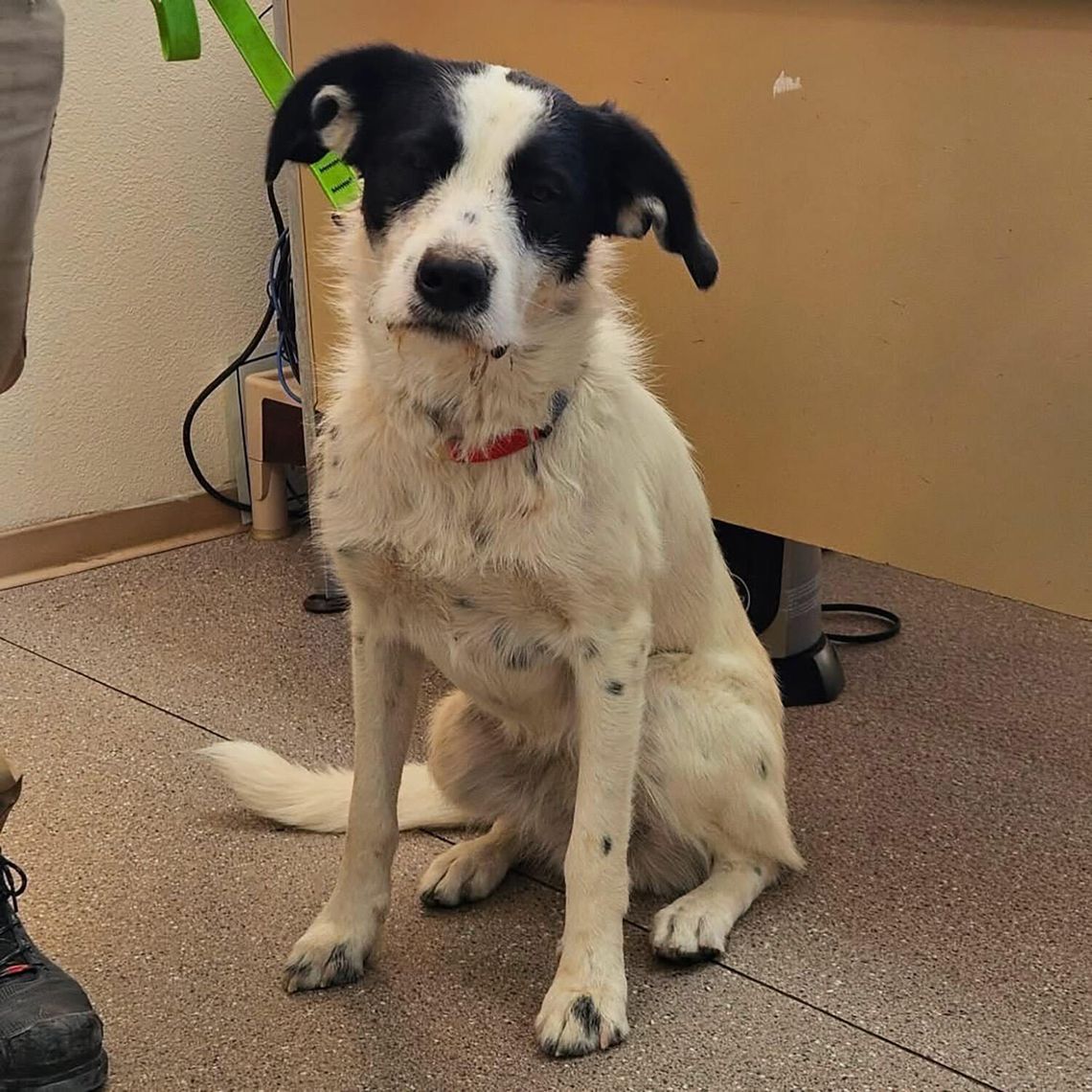 Pet of the Week Pet of the Week