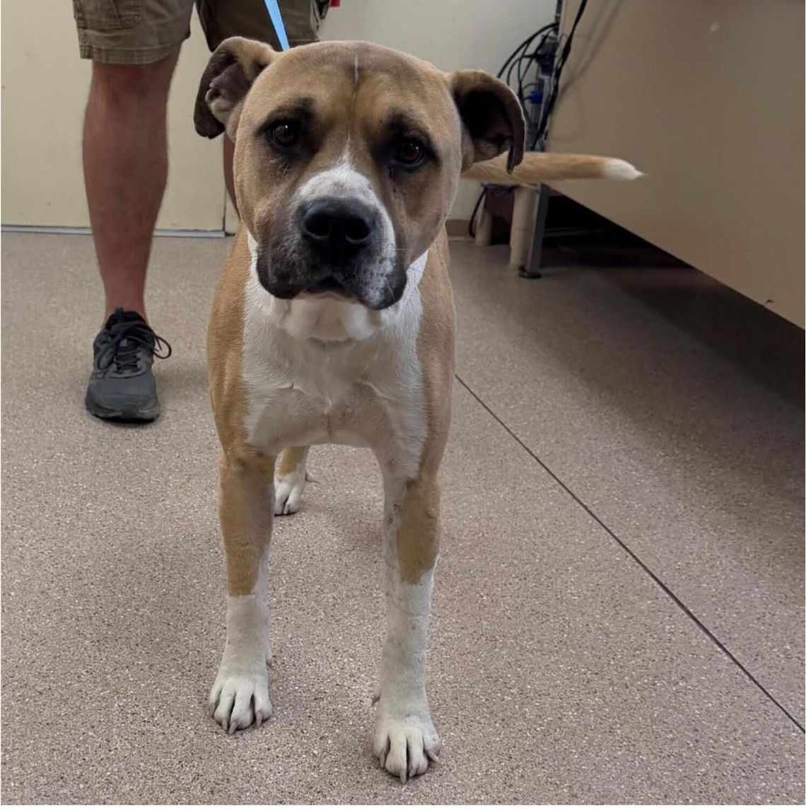 Pet of the Week Pet of the Week