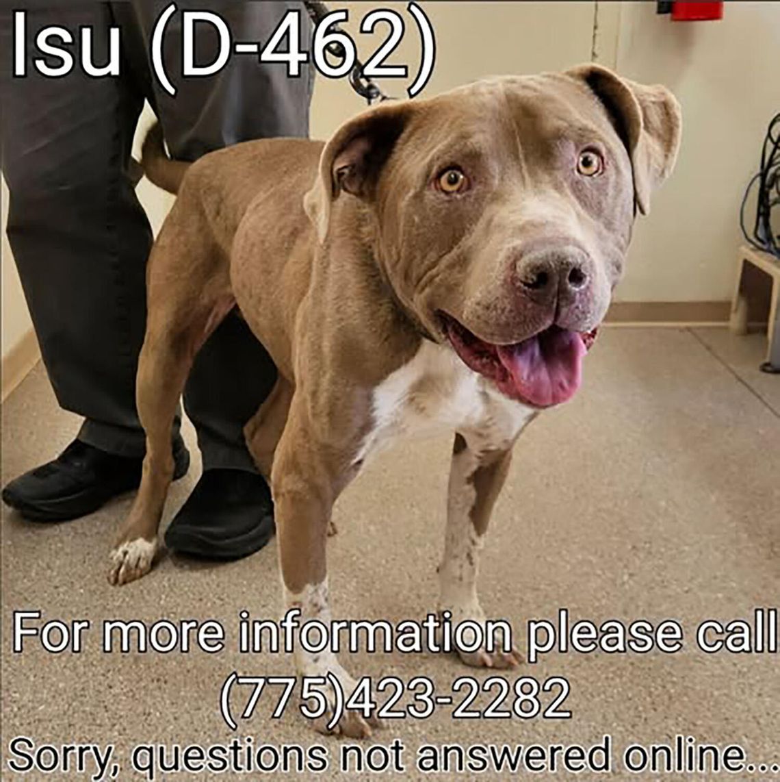 Pets - June, 20, 2025