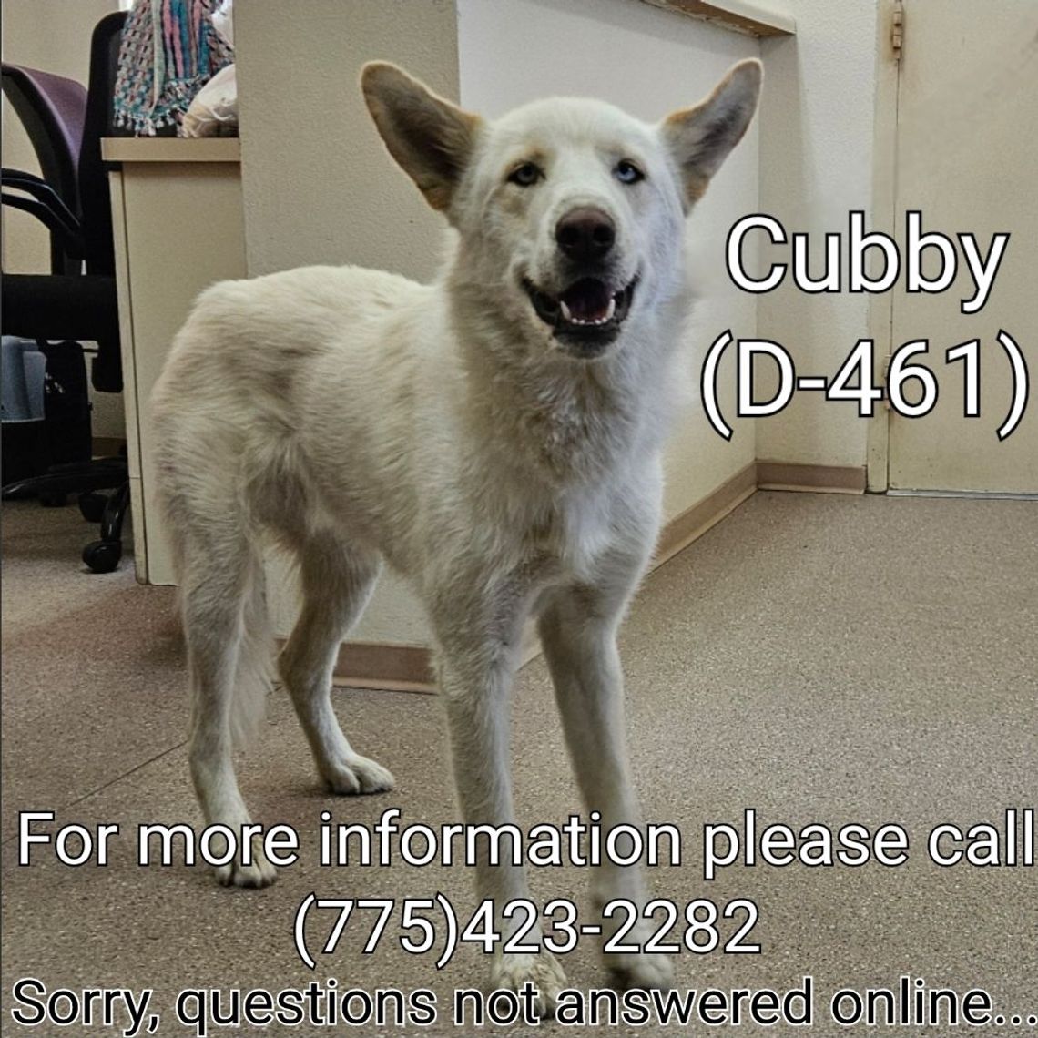 Pets of the Week