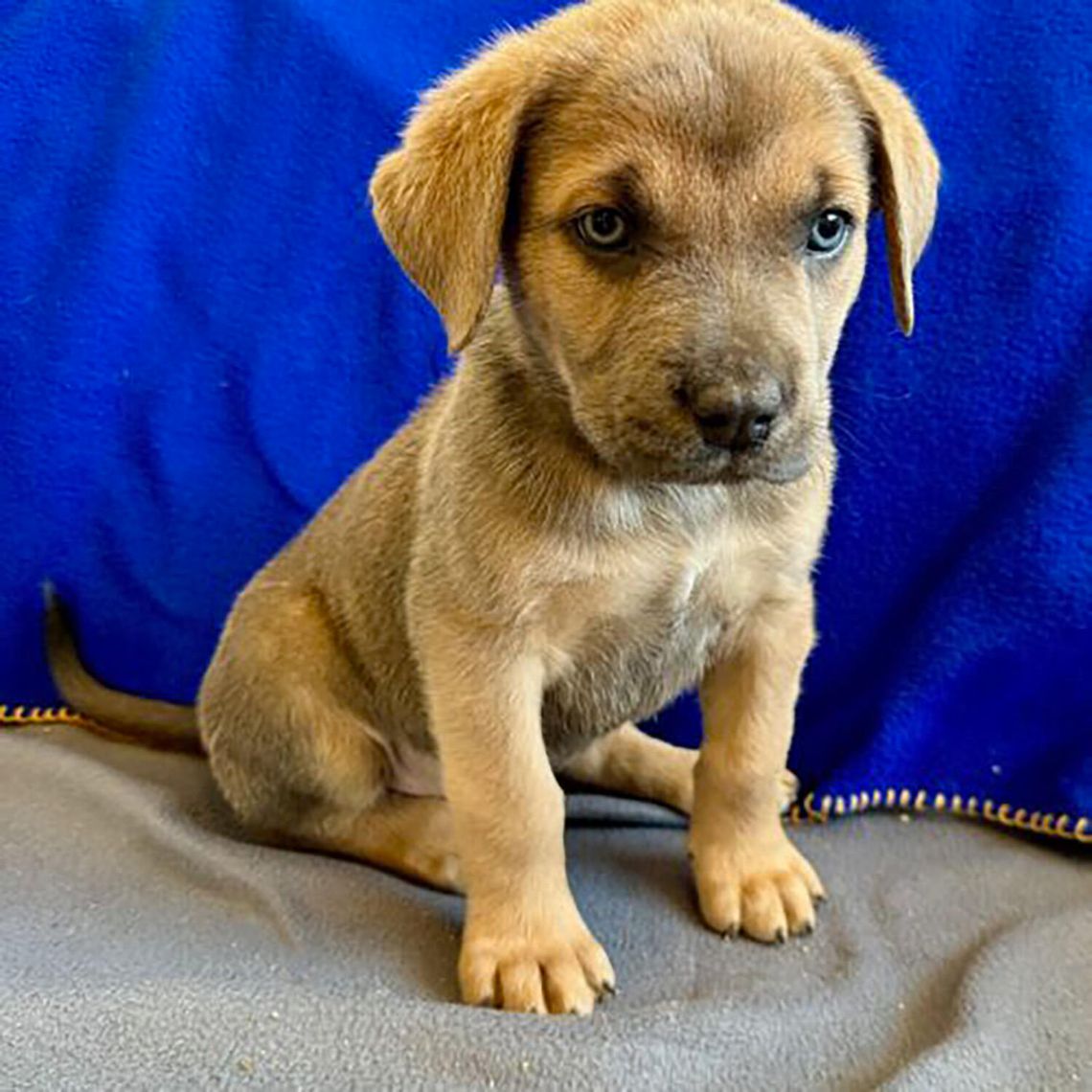 Pets of the Week