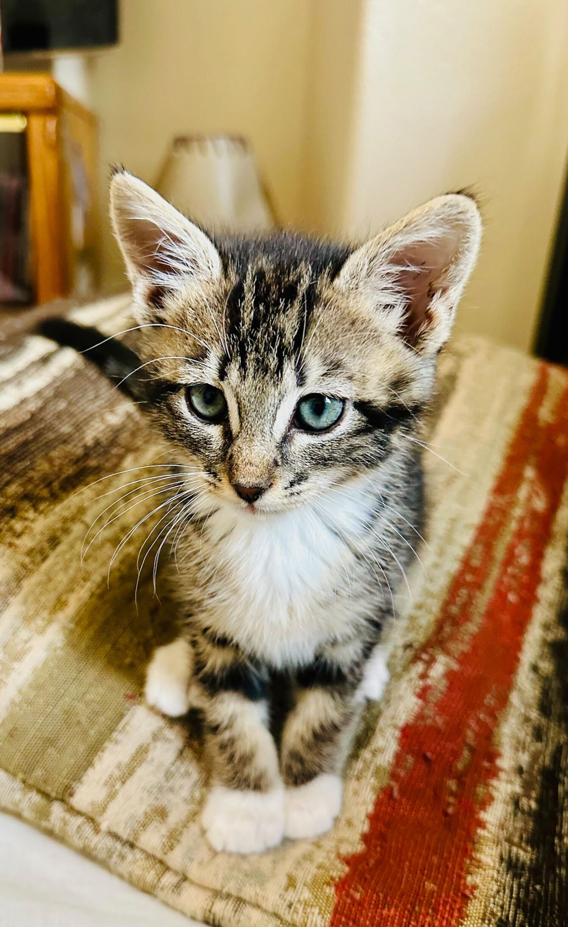 Pets of the Week
