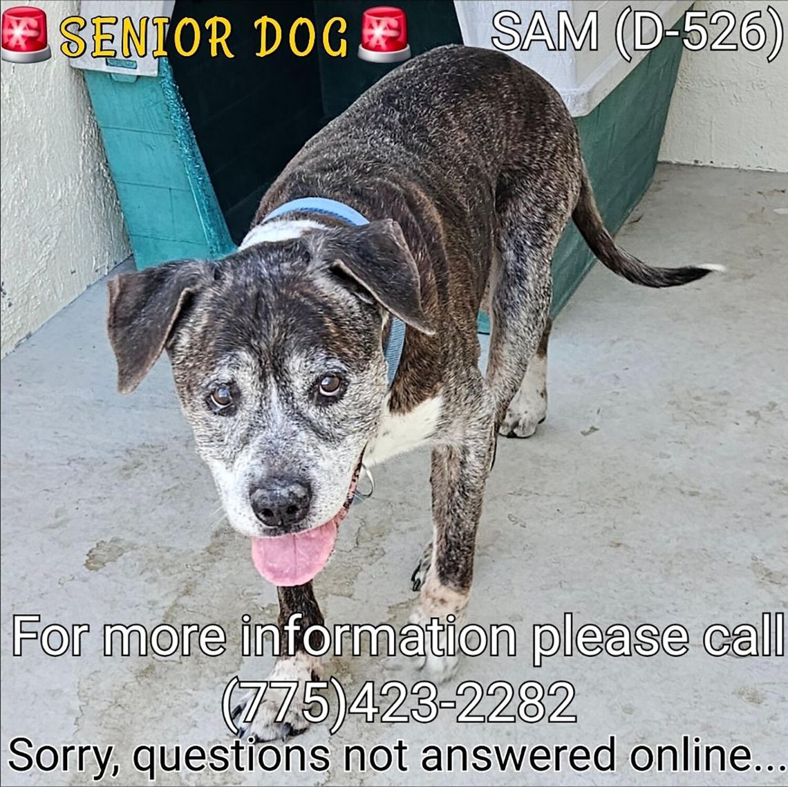 Pets of the Week