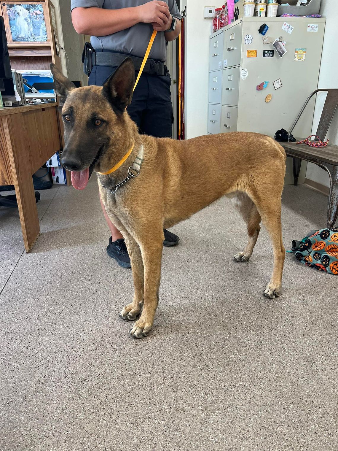 Pets of the Week