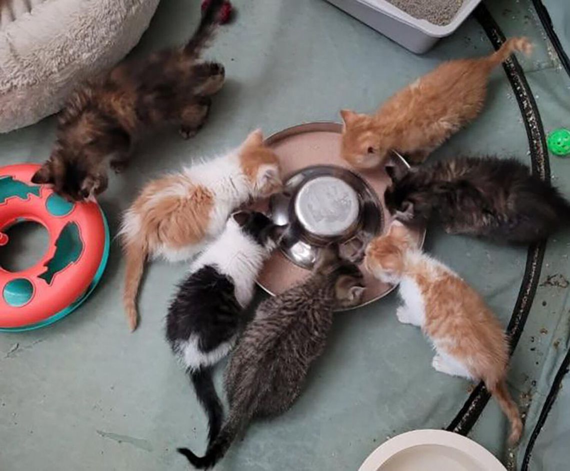 Pets of the Week