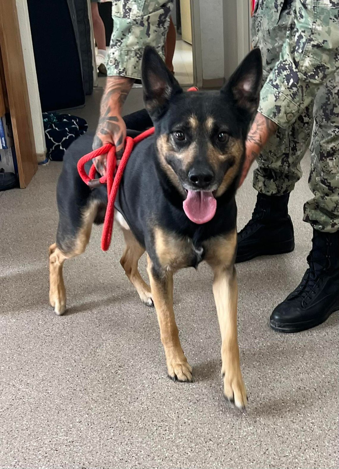 Pets of the Week