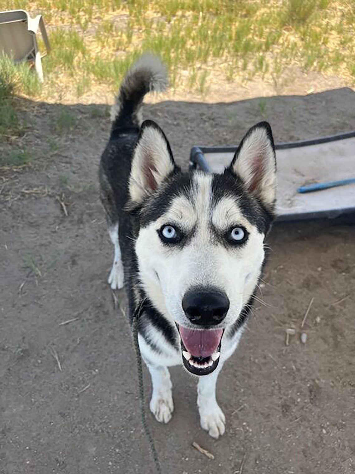 Pets of the Week