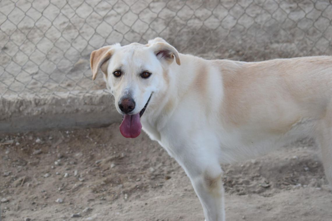 Pets of the Week