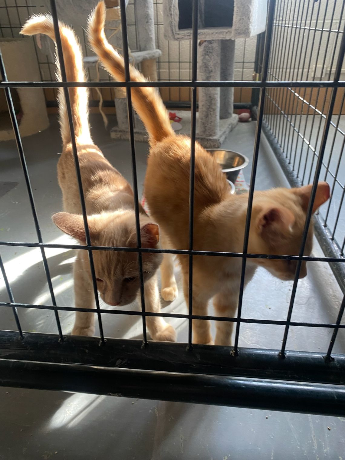 Pets of the Week